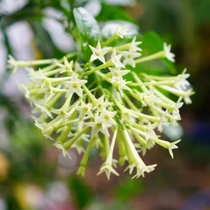 Night Blooming Jasmine Live Plant (Cestrum Nocturnum) - 2 Pack, 5-9 inches, Fragrant Outdoor Shrub - Image 7