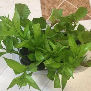 Night Blooming Jasmine Live Plant (Cestrum Nocturnum) - 2 Pack, 5-9 inches, Fragrant Outdoor Shrub - Image 8