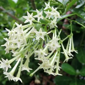 Night Blooming Jasmine Live Plant (Cestrum Nocturnum) - 2 Pack, 5-9 inches, Fragrant Outdoor Shrub - Image 1