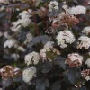 Ninebark 'Diablo D'Or' Live Plant - Physocarpus, 5-6 Inch Starter Shrub - Image 1