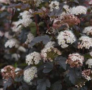 Ninebark 'Diablo D'Or' Live Plant - Physocarpus, 5-6 Inch Starter Shrub - Image 1