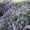 October Skies Aromatic Aster Live Plant – 4-6 Inch Starter Plant – Outdoor Perennial - Image 1