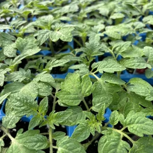 Old German Tomato Live Plant - Heirloom Bi-Color Beefsteak Tomatoes, Sweet, Low-Acid, 6-10 Inches Tall (2-Pack) - Image 1
