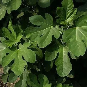 Olympian Fig Tree Live Plant - Cold Hardy Ficus Carica, 5-9 in, Zones 6-10 - Image 2