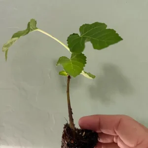Olympian Fig Tree Live Plant - Cold Hardy Ficus Carica, 5-9 in, Zones 6-10 - Image 3