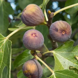 Olympian Fig Tree Live Plant - Cold Hardy Ficus Carica, 5-9 in, Zones 6-10 - Image 4