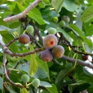 Olympian Fig Tree Live Plant - Cold Hardy Ficus Carica, 5-9 in, Zones 6-10 - Image 5