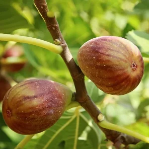 Olympian Fig Tree Live Plant - Cold Hardy Ficus Carica, 5-9 in, Zones 6-10 - Image 6