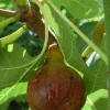 Olympian Fig Tree Live Plant - Cold Hardy Ficus Carica, 5-9 in, Zones 6-10 - Image 1