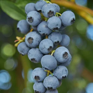 O'Neil Blueberry Bush - Southern Highbush Live Plant - 4-6 ft Tall - Outdoor - Image 2