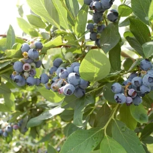 O'Neil Blueberry Bush - Southern Highbush Live Plant - 4-6 ft Tall - Outdoor - Image 3