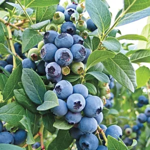 O'Neil Blueberry Bush - Southern Highbush Live Plant - 4-6 ft Tall - Outdoor - Image 5