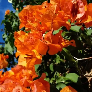 Orange Bougainvillea Live Plant - Sundown Variety, 2-Pack, 4-6 Inches Tall, Multi-Colored Blooms, Outdoor - Image 2