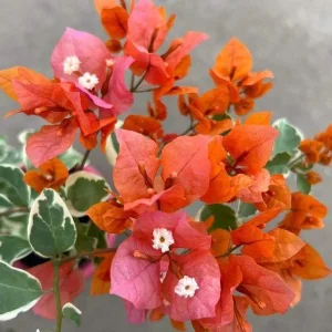 Orange Bougainvillea Live Plant - Sundown Variety, 2-Pack, 4-6 Inches Tall, Multi-Colored Blooms, Outdoor - Image 3