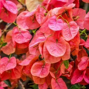 Orange Bougainvillea Live Plant - Sundown Variety, 2-Pack, 4-6 Inches Tall, Multi-Colored Blooms, Outdoor - Image 4