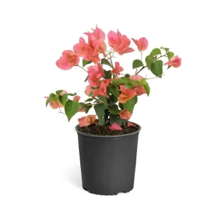 Orange Bougainvillea Live Plant - Sundown Variety, 2-Pack, 4-6 Inches Tall, Multi-Colored Blooms, Outdoor - Image 5