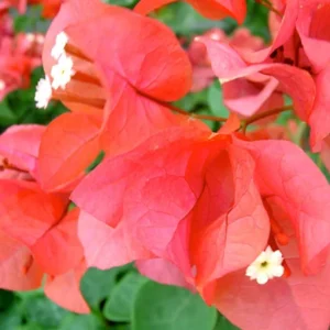 Orange Bougainvillea Live Plant - Sundown Variety, 2-Pack, 4-6 Inches Tall, Multi-Colored Blooms, Outdoor - Image 6
