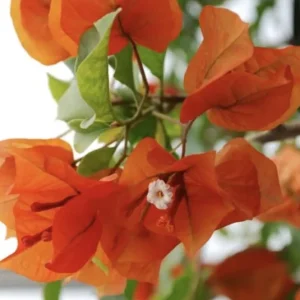 Orange Bougainvillea Live Plant - Sundown Variety, 2-Pack, 4-6 Inches Tall, Multi-Colored Blooms, Outdoor - Image 1