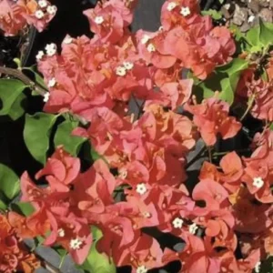 Orange Bougainvillea Live Plant - Sundown Variety, 2-Pack, 4-6 Inches Tall, Multi-Colored Blooms, Outdoor - Image 7