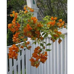 Orange Bougainvillea Live Plants - 2 Pack, 5-9