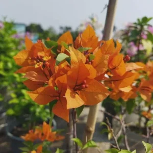 Orange Bougainvillea Live Plants - 2 Pack, 5-9