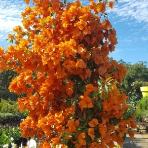 Orange Bougainvillea Live Plants - 2 Pack, 5-9
