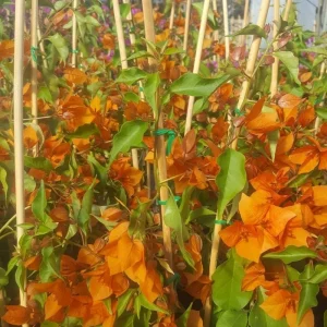 Orange Bougainvillea Live Plants - 2 Pack, 5-9