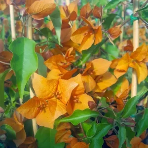 Orange Bougainvillea Live Plants - 2 Pack, 5-9