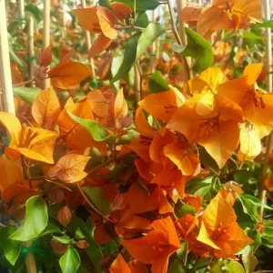 Orange Bougainvillea Live Plants - 2 Pack, 5-9