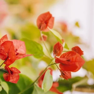 Orange Bougainvillea Live Plants - 2 Pack, 5-9