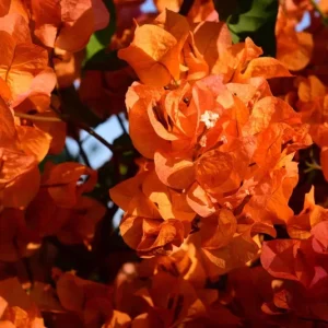 Orange Bougainvillea Live Plants - 2 Pack, 5-9