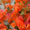 Orange Bougainvillea Live Plants - 2 Pack, 5-9" Tall 'Fire Opal' Outdoor Vine - Image 1