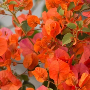 Orange Bougainvillea Live Plants - 2 Pack, 5-9