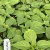 Orange Carolina Reaper Live Plants - Super Hot Pepper, 3 Pack, 75+ Days Old - Image 1