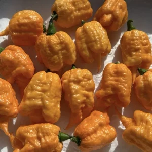 Orange Carolina Reaper Live Plants - Super Hot Pepper, 3 Pack, 75+ Days Old - Image 2