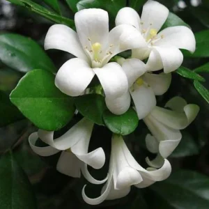 Orange Jasmine Live Plant – 1 Gallon Pot – Fragrant Shrub – Indoor/Outdoor - Image 2