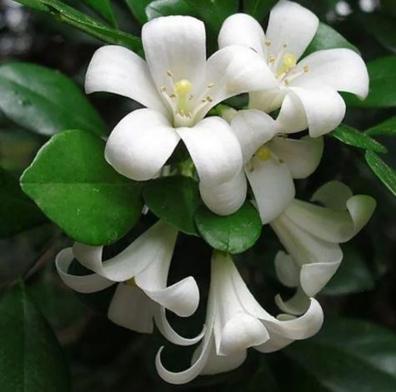 Orange Jasmine Live Plant – 1 Gallon Pot – Fragrant Shrub – Indoor/Outdoor - Image 2