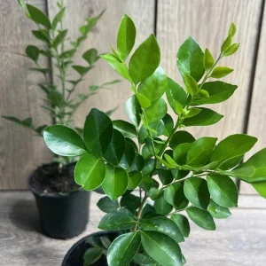 Orange Jasmine Live Plant – 1 Gallon Pot – Fragrant Shrub – Indoor/Outdoor - Image 3
