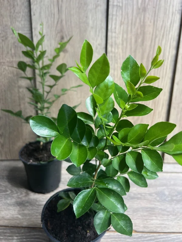 Orange Jasmine Live Plant – 1 Gallon Pot – Fragrant Shrub – Indoor/Outdoor - Image 3