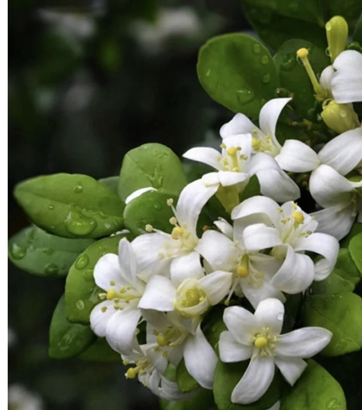 Orange Jasmine Live Plant – 1 Gallon Pot – Fragrant Shrub – Indoor/Outdoor - Image 4