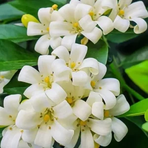 Orange Jasmine Live Plant – 1 Gallon Pot – Fragrant Shrub – Indoor/Outdoor - Image 1