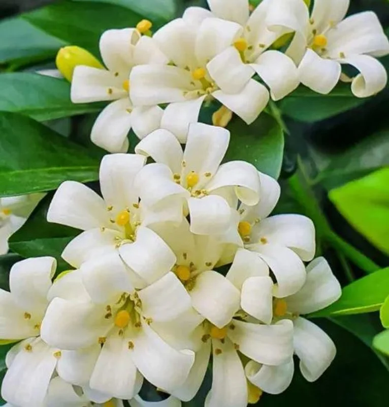 Orange Jasmine Live Plant – 1 Gallon Pot – Fragrant Shrub – Indoor/Outdoor - Image 1