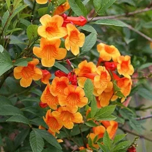 Orange Jubilee Live Plants - 2 Pack, 5-9 Inch Tecoma Stans Trumpet Bush - Image 2