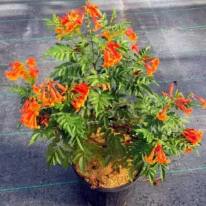 Orange Jubilee Live Plants - 2 Pack, 5-9 Inch Tecoma Stans Trumpet Bush - Image 3