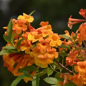 Orange Jubilee Live Plants - 2 Pack, 5-9 Inch Tecoma Stans Trumpet Bush - Image 4