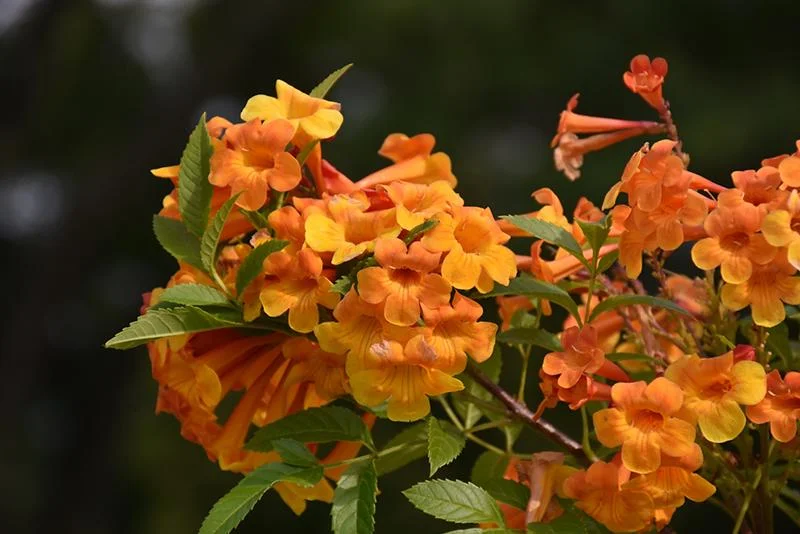 Orange Jubilee Live Plants - 2 Pack, 5-9 Inch Tecoma Stans Trumpet Bush - Image 4
