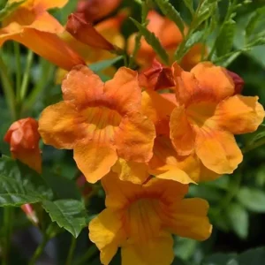 Orange Jubilee Live Plants - 2 Pack, 5-9 Inch Tecoma Stans Trumpet Bush - Image 5
