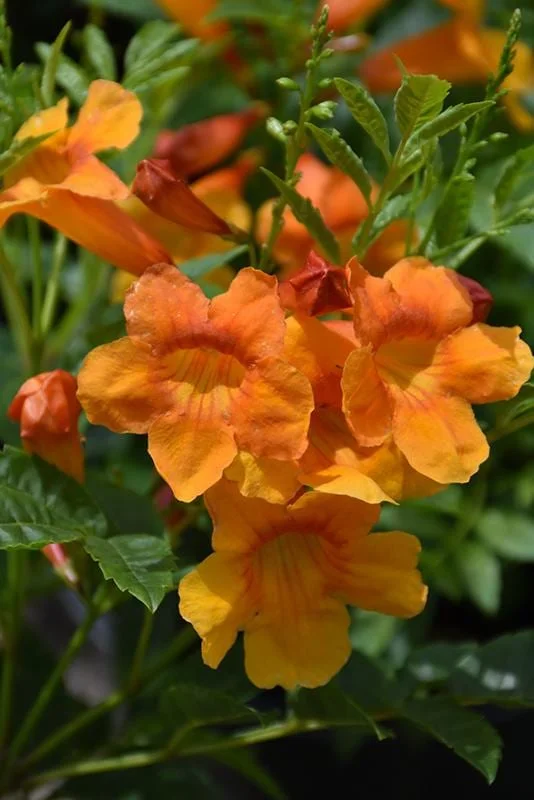 Orange Jubilee Live Plants - 2 Pack, 5-9 Inch Tecoma Stans Trumpet Bush - Image 5