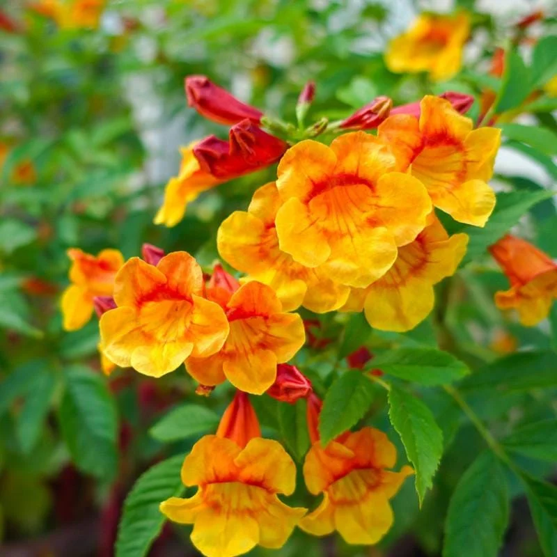 Orange Jubilee Live Plants - 2 Pack, 5-9 Inch Tecoma Stans Trumpet Bush - Image 6