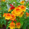 Orange Jubilee Live Plants - 2 Pack, 5-9 Inch Tecoma Stans Trumpet Bush - Image 1